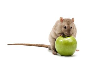 New rodent traps monitor activity and report back via email.